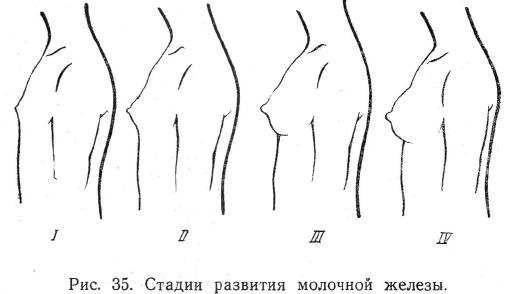 Стадии развития молочной железы